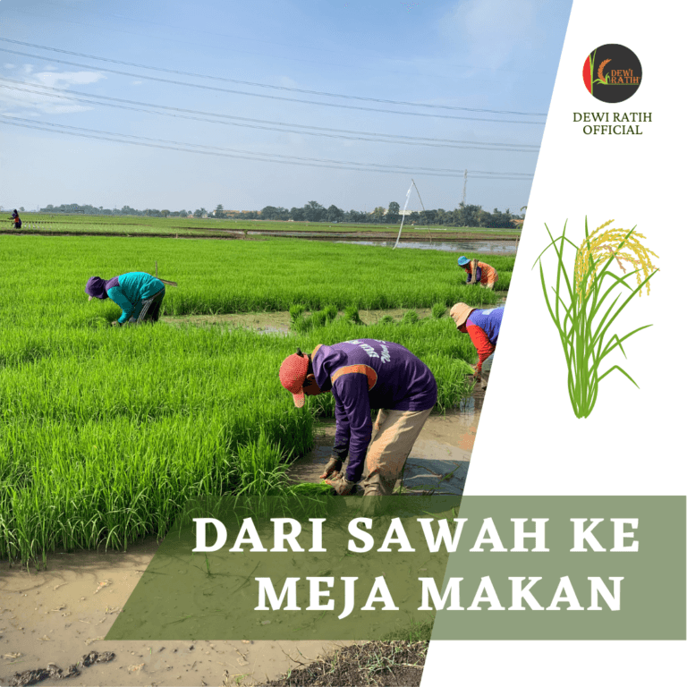 Petani di sawah Dewi Ratih, Tambakdahan, Subang, Jawa Barat